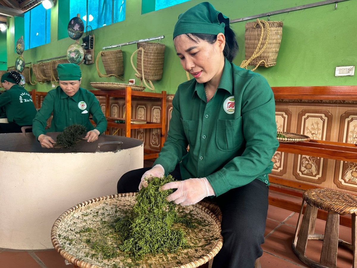 Hiện nay, các HTX trên địa bàn tỉnh Thái Nguyên rất chú trụng bảo tồn và phát huy giống chè trung du cổ. Ảnh: Quang Linh.