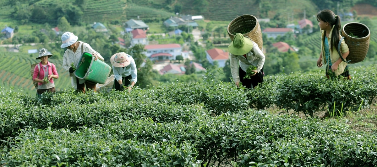 Phát triển vùng chè tập trung, nâng cao thu nhập cho người dân. Ảnh: T.A. 