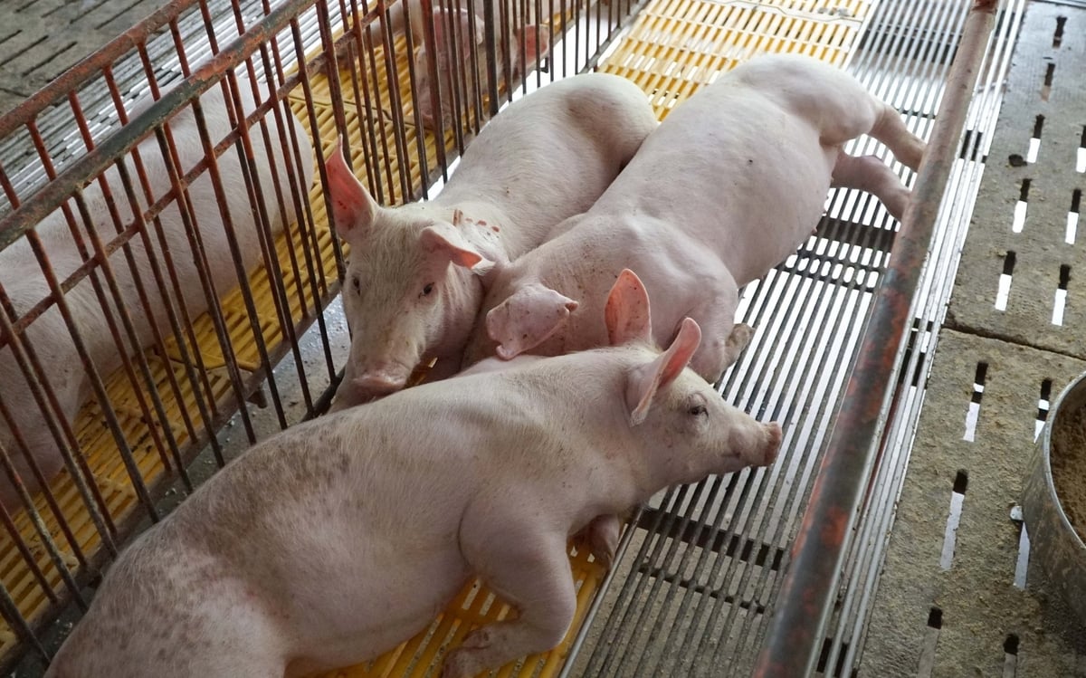 Dịch tả heo Châu Phi đã xuất hiện tại 7 xã của TP. HCM với 13 ổ dịch bệnh, buộc tiêu hủy hơn 400 con. Ảnh: Lê Bình. Dịch tả heo Châu Phi đã xuất hiện tại 7 xã của TP. HCM với 13 ổ dịch bệnh, buộc tiêu hủy hơn 400 con. Ảnh: Lê Bình.