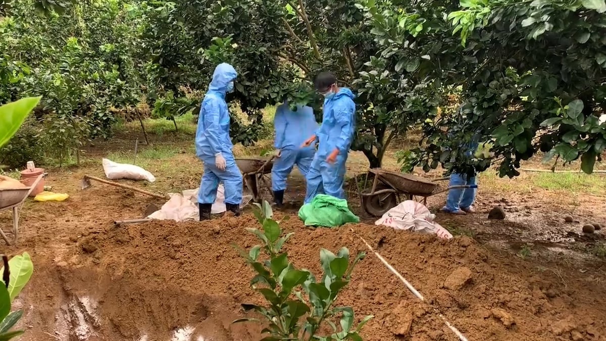 Người chăn nuôi cần phải khai báo với chính quyền địa phương nếu heo xuất hiện bệnh để được hướng dẫn và tiêu hủy đúng cách. Ảnh: LB. Người chăn nuôi cần phải khai báo với chính quyền địa phương nếu heo xuất hiện bệnh để được hướng dẫn và tiêu hủy đúng cách. Ảnh: LB.