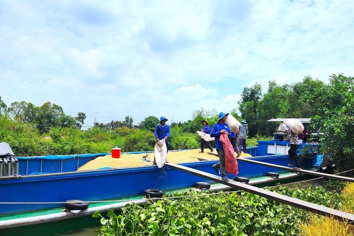 Nông dân ĐBSCL thu hoạch lúa lên ghe. Ảnh: Kim Anh. Nông dân ĐBSCL thu hoạch lúa lên ghe. Ảnh: Kim Anh.