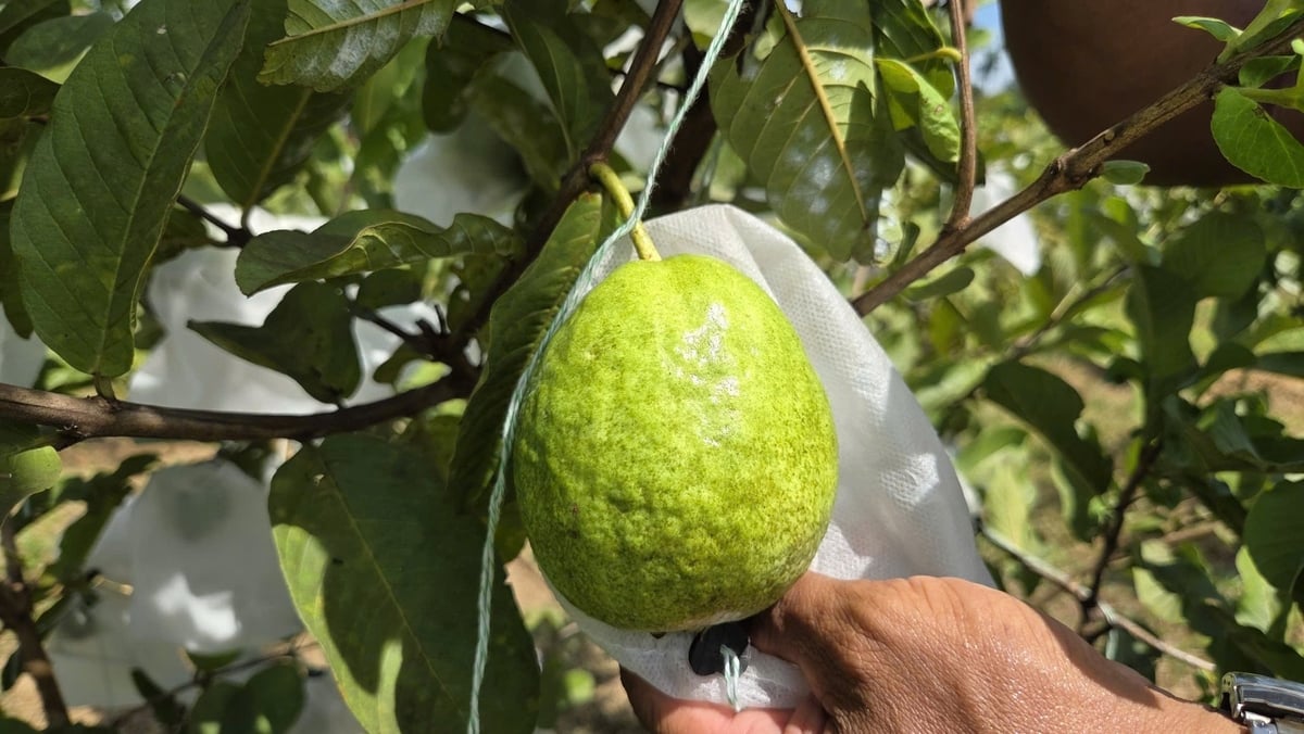 Cây ổi mang lại thu nhập khá cho người nông dân. Ảnh: Võ Hà. Cây ổi mang lại thu nhập khá cho người nông dân. Ảnh: Võ Hà.