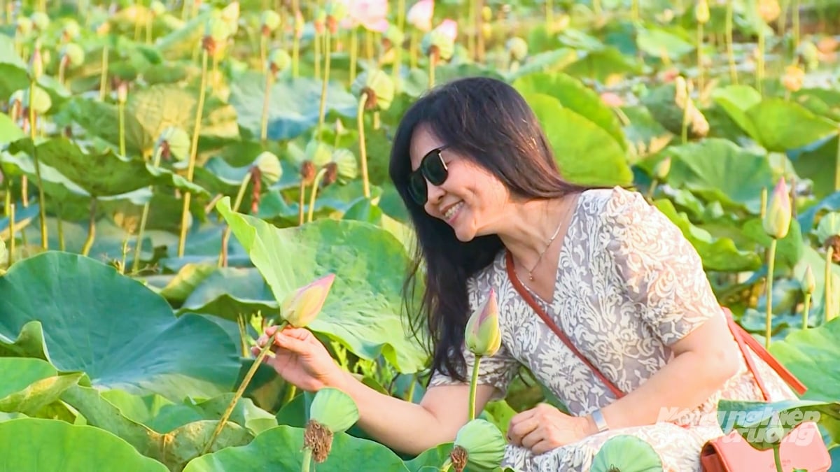 Du khách chụp ảnh kỷ niệm tại các cánh đồng sen rực rỡ tại Đồng Tháp. Ảnh: Văn Vũ.
