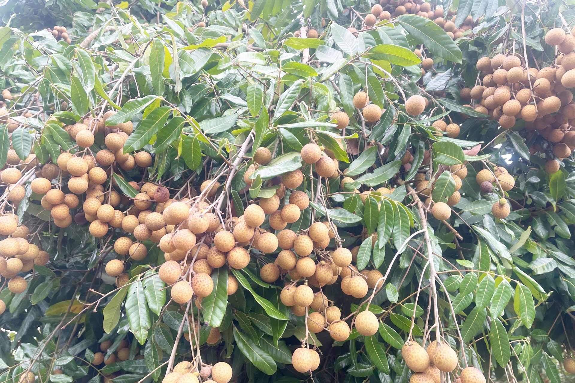 Nhãn Ánh vàng 205 là giống cây có sức sinh trưởng mạnh, quả chín đúng vụ vào tháng 7, chùm quả dạng dâu da, quả tròn đều, vỏ dày, màu vàng đậm đẹp mắt. Thịt quả hanh vàng, giòn ngọt, thơm, dễ tách cùi khỏi hạt và không dính tay khi bóc. Nhãn Ánh vàng 205 là giống cây có sức sinh trưởng mạnh, quả chín đúng vụ vào tháng 7, chùm quả dạng dâu da, quả tròn đều, vỏ dày, màu vàng đậm đẹp mắt. Thịt quả hanh vàng, giòn ngọt, thơm, dễ tách cùi khỏi hạt và không dính tay khi bóc.