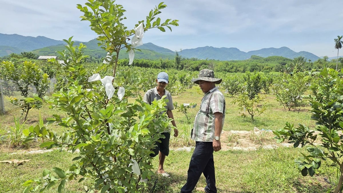 Mô hình nông nghiệp thông minh còn hỗ trợ hàng chục hộ dân khác cùng nâng cao đời sống. Ảnh: Võ Hà. Mô hình nông nghiệp thông minh còn hỗ trợ hàng chục hộ dân khác cùng nâng cao đời sống. Ảnh: Võ Hà.