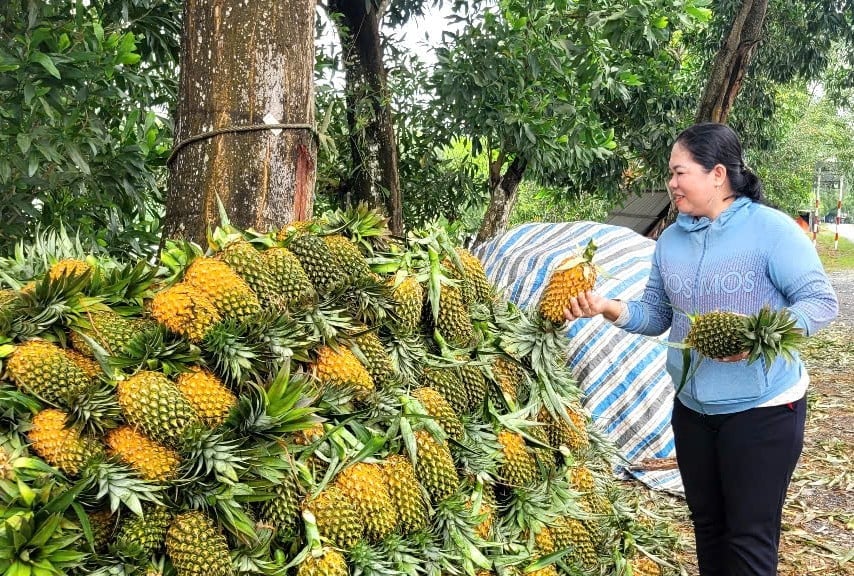 Bà Nguyễn Thị Hiền, thương lái thu mua khóm ở xã Tân Phước 1. Ảnh: Minh Đảm.