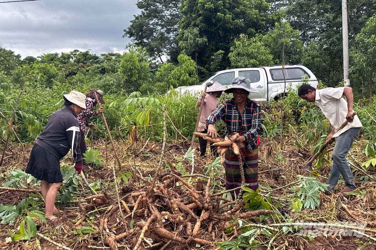 Cây sắn không chỉ giúp đồng bào thoát nghèo mà còn vươn lên làm giàu. Ảnh: Võ Dũng.