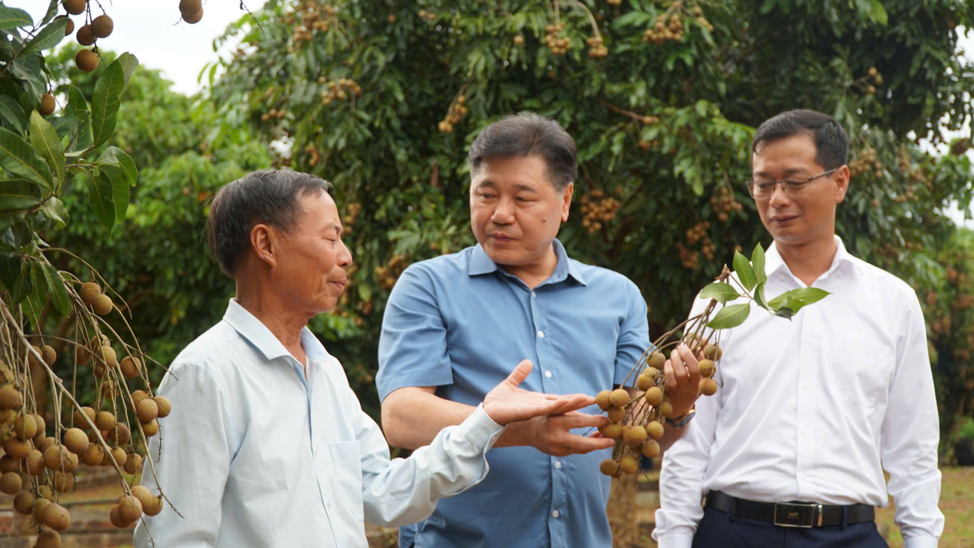 Là một trong những hộ tiên phong tham gia mô hình, gia đình ông Lê Xuân Trường (ngoài cùng bên trái) đã ghép cải tạo 1ha và trồng mới 1ha nhãn. Vườn ghép cải tạo năm 2023 và trồng mới năm 2024 đã cho thu hoạch, có nhiều ưu điểm vượt trội so với giống nhãn địa phương, đặc biệt là khả năng chống chịu sâu bệnh. Là một trong những hộ tiên phong tham gia mô hình, gia đình ông Lê Xuân Trường (ngoài cùng bên trái) đã ghép cải tạo 1ha và trồng mới 1ha nhãn. Vườn ghép cải tạo năm 2023 và trồng mới năm 2024 đã cho thu hoạch, có nhiều ưu điểm vượt trội so với giống nhãn địa phương, đặc biệt là khả năng chống chịu sâu bệnh.