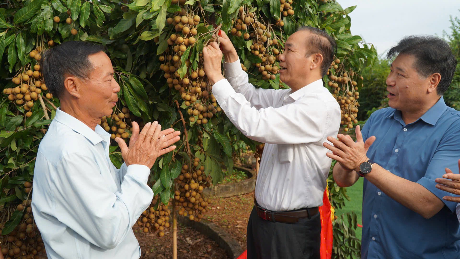 Thứ trưởng Phùng Đức Tiến cắt chùm nhãn đầu tiên tại Lễ mở vườn Nhãn Ánh vàng 205. Thứ trưởng Phùng Đức Tiến cắt chùm nhãn đầu tiên tại Lễ mở vườn Nhãn Ánh vàng 205.