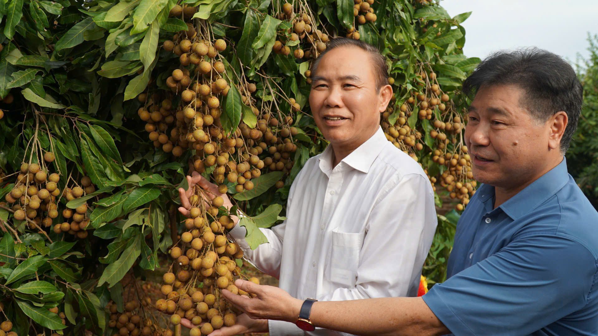 Từ năm 2018, Viện Nghiên cứu rau quả đã phối hợp với tỉnh Sơn La khảo nghiệm thành công giống Nhãn Ánh vàng 205. Để nhân rộng mô hình, giai đoạn 2023 - 2025, Trung tâm Khuyến nông Quốc gia đã triển khai dự án Xây dựng và phát triển mô hình Nhãn Ánh vàng 205 theo tiêu chuẩn VietGAP tại Sơn La. Dự án đã trồng mới 35 ha và ghép cải tạo 10 ha trong 2 năm 2023 - 2024; năm 2025 tiếp tục mở rộng thêm 10 - 15 ha. Từ năm 2018, Viện Nghiên cứu rau quả đã phối hợp với tỉnh Sơn La khảo nghiệm thành công giống Nhãn Ánh vàng 205. Để nhân rộng mô hình, giai đoạn 2023 - 2025, Trung tâm Khuyến nông Quốc gia đã triển khai dự án Xây dựng và phát triển mô hình Nhãn Ánh vàng 205 theo tiêu chuẩn VietGAP tại Sơn La. Dự án đã trồng mới 35 ha và ghép cải tạo 10 ha trong 2 năm 2023 - 2024; năm 2025 tiếp tục mở rộng thêm 10 - 15 ha.