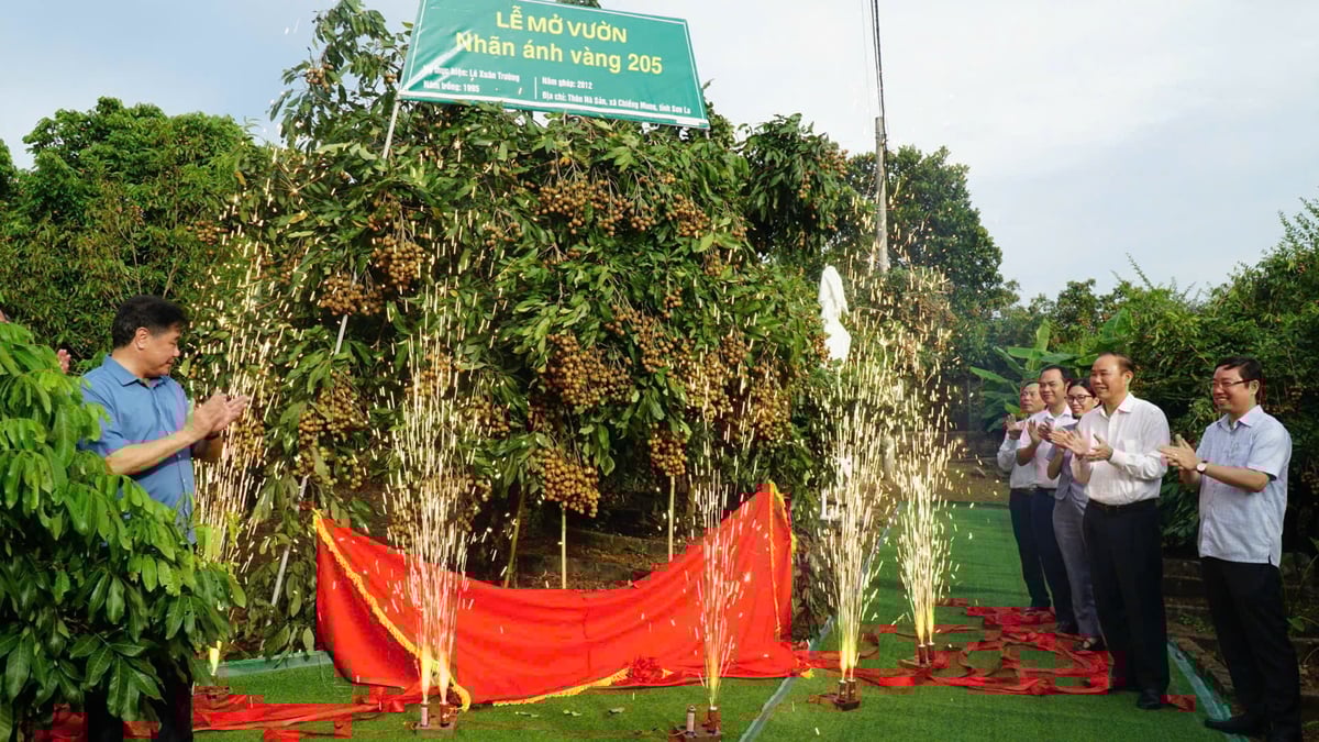 Thứ trưởng Phùng Đức Tiến cùng các đại biểu thực hiện nghi lễ mở vườn Nhãn Ánh vàng 205. Thứ trưởng Phùng Đức Tiến cùng các đại biểu thực hiện nghi lễ mở vườn Nhãn Ánh vàng 205.