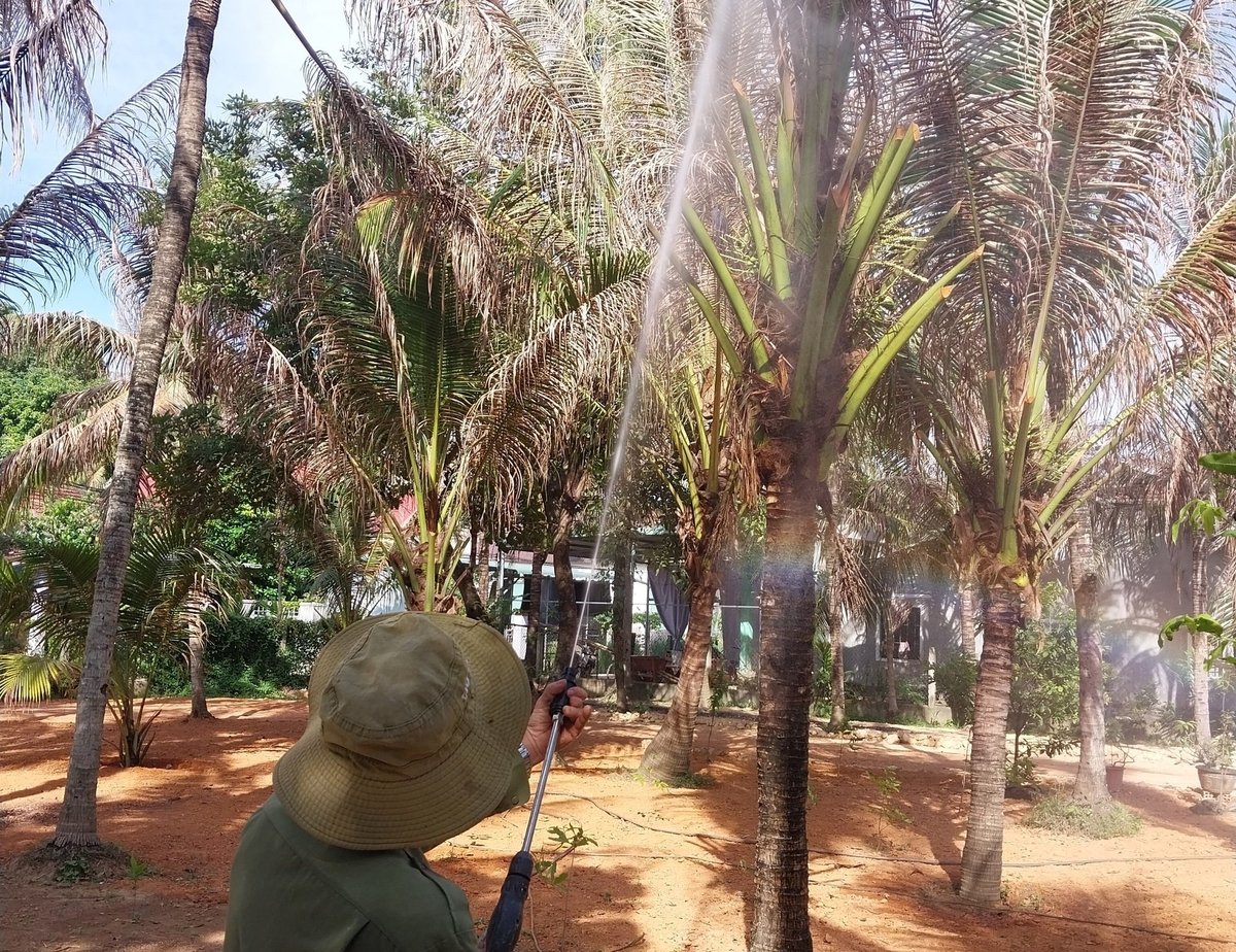 Nông dân phun thuốc phòng trừ sâu đầu đen hại dừa. Ảnh: V.Đ.T. Nông dân phun thuốc phòng trừ sâu đầu đen hại dừa. Ảnh: V.Đ.T.