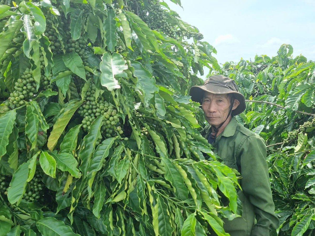 Hàng loạt tiến bộ kỹ thuật trong canh tác cà phê do WASI nghiên cứu đã giúp nông dân giảm chi phí, tăng lợi nhuận. Ảnh: V.Đ.T. Hàng loạt tiến bộ kỹ thuật trong canh tác cà phê do WASI nghiên cứu đã giúp nông dân giảm chi phí, tăng lợi nhuận. Ảnh: V.Đ.T.