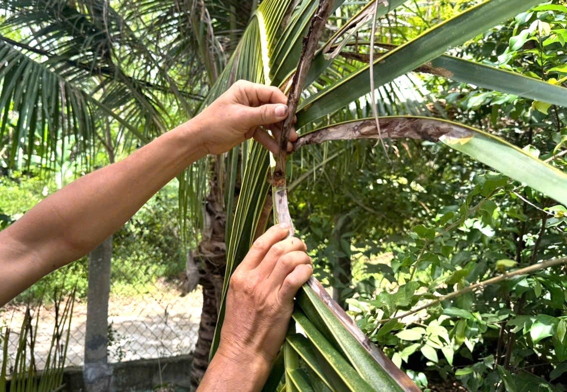 Sâu đầu đen non ăn biểu bì mặt trong của lá dừa, khiến lá bị khô. Ảnh: V.Đ.T. Sâu đầu đen non ăn biểu bì mặt trong của lá dừa, khiến lá bị khô. Ảnh: V.Đ.T.