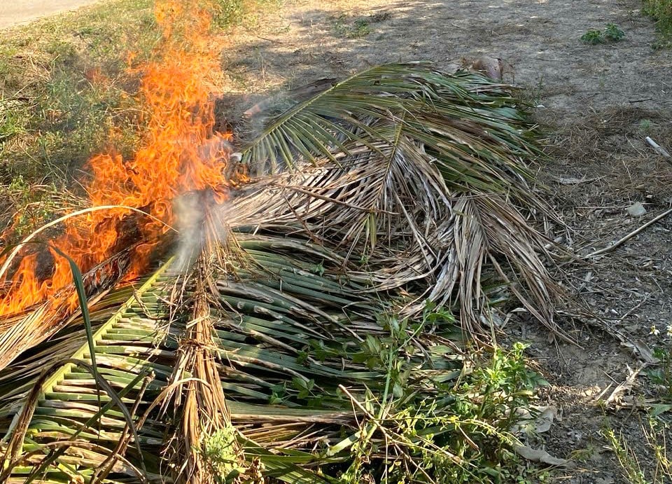 Lá dừa bị sâu đầu đen gây hại được nông dân cắt, gom lại để đốt theo khuyến cáo của cơ quan chuyên môn. Ảnh: V.Đ.T. Lá dừa bị sâu đầu đen gây hại được nông dân cắt, gom lại để đốt theo khuyến cáo của cơ quan chuyên môn. Ảnh: V.Đ.T.