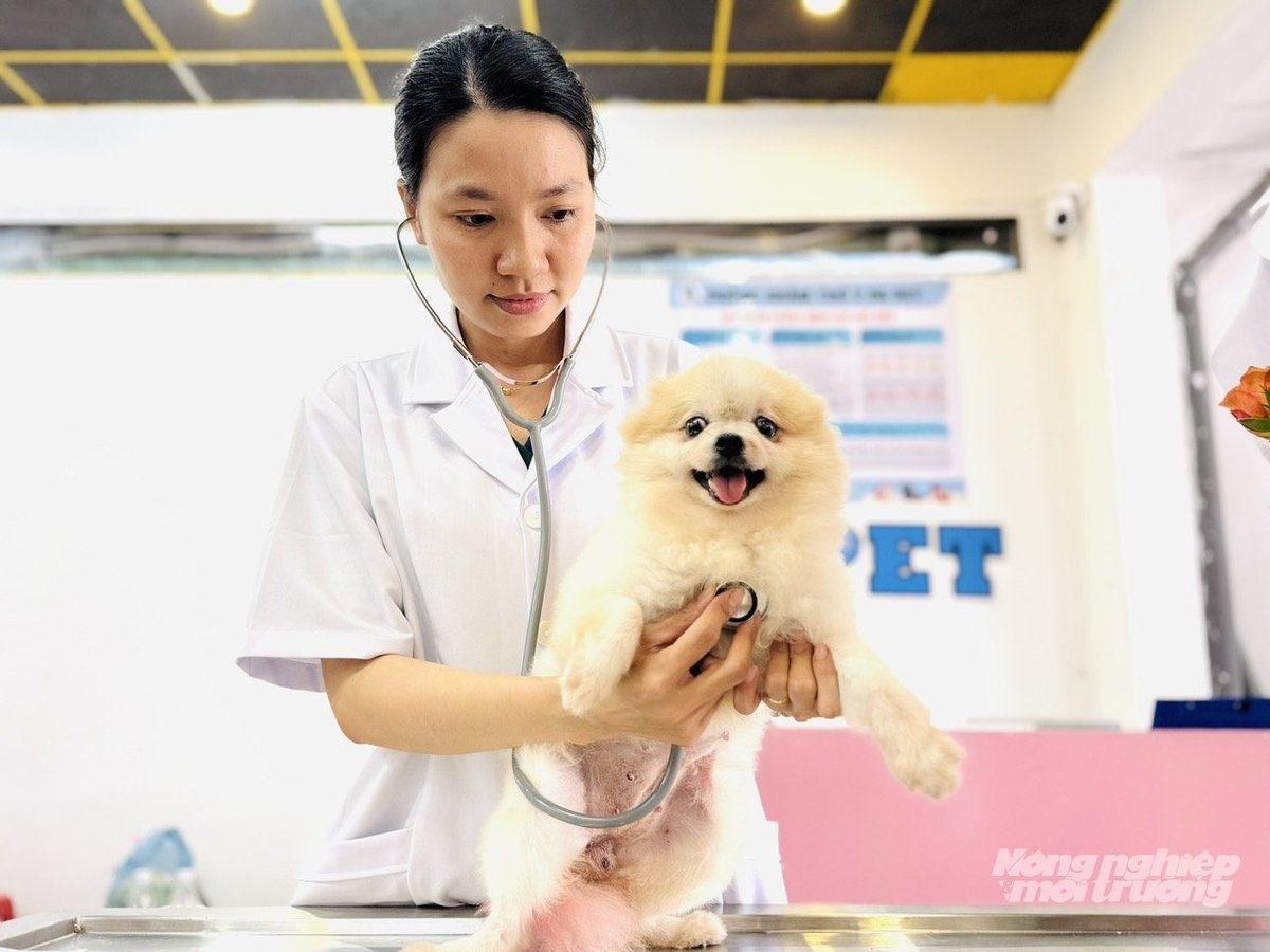 Bác sĩ thú y tại Phòng khám thú y PA Pet ở TP Cần Thơ khám sức khỏe định kỳ cho chó cảnh, góp phần phòng bệnh và chăm sóc thú cưng toàn diện. Ảnh: Lê Hoàng Vũ. Bác sĩ thú y tại Phòng khám thú y PA Pet ở TP Cần Thơ khám sức khỏe định kỳ cho chó cảnh, góp phần phòng bệnh và chăm sóc thú cưng toàn diện. Ảnh: Lê Hoàng Vũ.