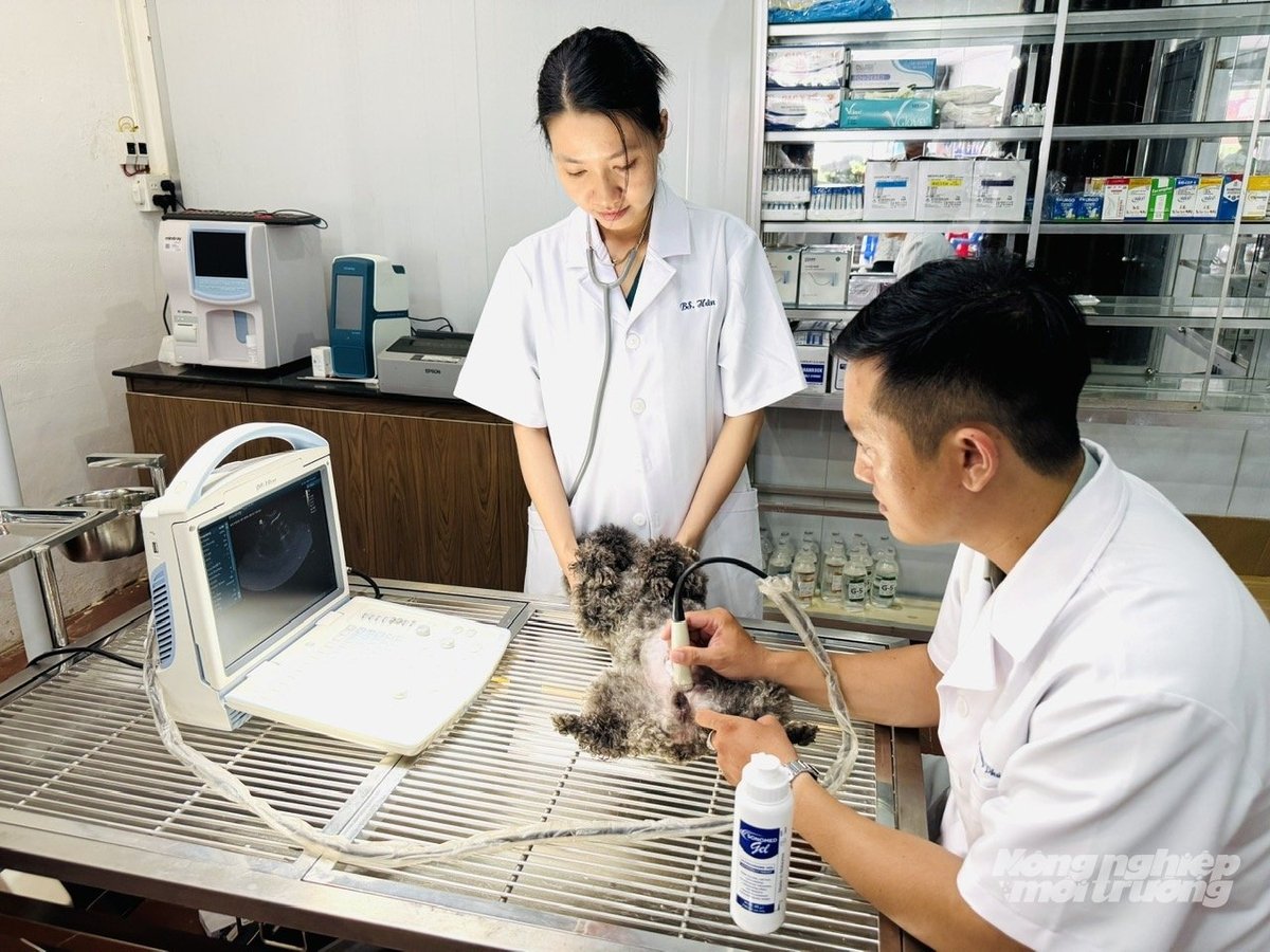 Đội ngũ bác sĩ thú y sử dụng thiết bị siêu âm hiện đại để chẩn đoán bệnh cho thú cưng tại Phòng khám Thú y PA Pet ở TP Cần Thơ. Ảnh: Lê Hoàng Vũ. Đội ngũ bác sĩ thú y sử dụng thiết bị siêu âm hiện đại để chẩn đoán bệnh cho thú cưng tại Phòng khám Thú y PA Pet ở TP Cần Thơ. Ảnh: Lê Hoàng Vũ.
