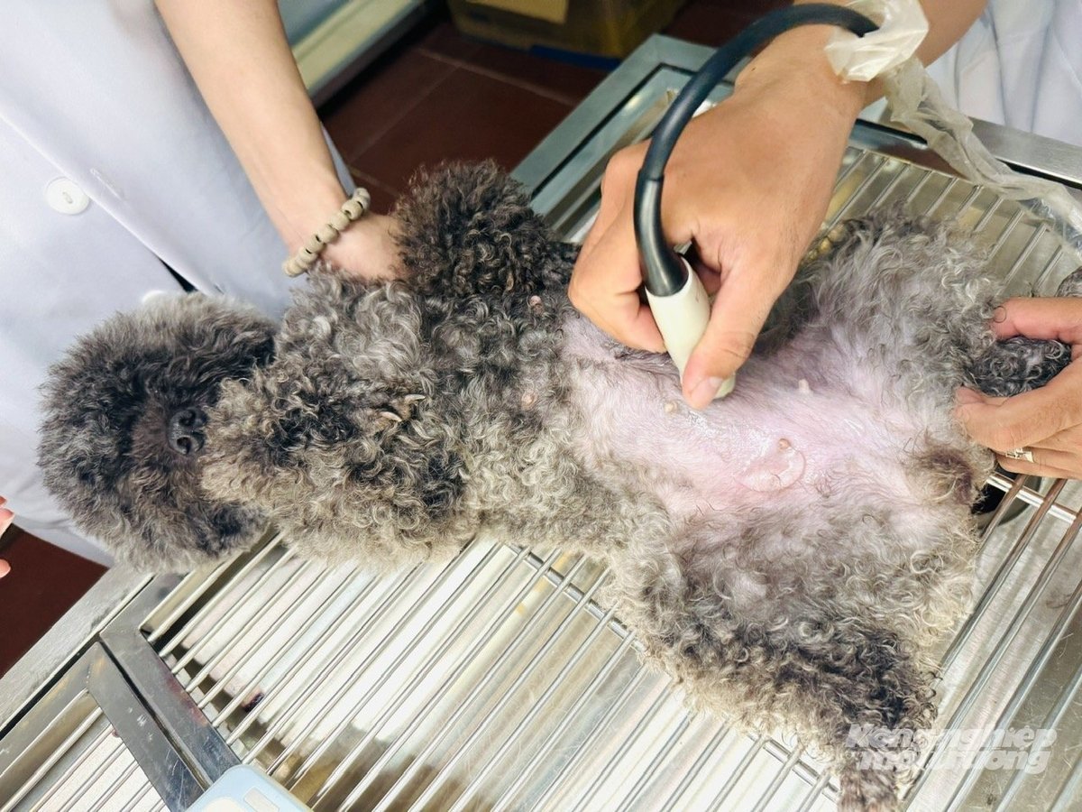 Thú cưng được siêu âm bụng nhằm phát hiện sớm các dấu hiệu bệnh, giúp điều trị kịp thời và an toàn. Ảnh: Lê Hoàng Vũ. Thú cưng được siêu âm bụng nhằm phát hiện sớm các dấu hiệu bệnh, giúp điều trị kịp thời và an toàn. Ảnh: Lê Hoàng Vũ.