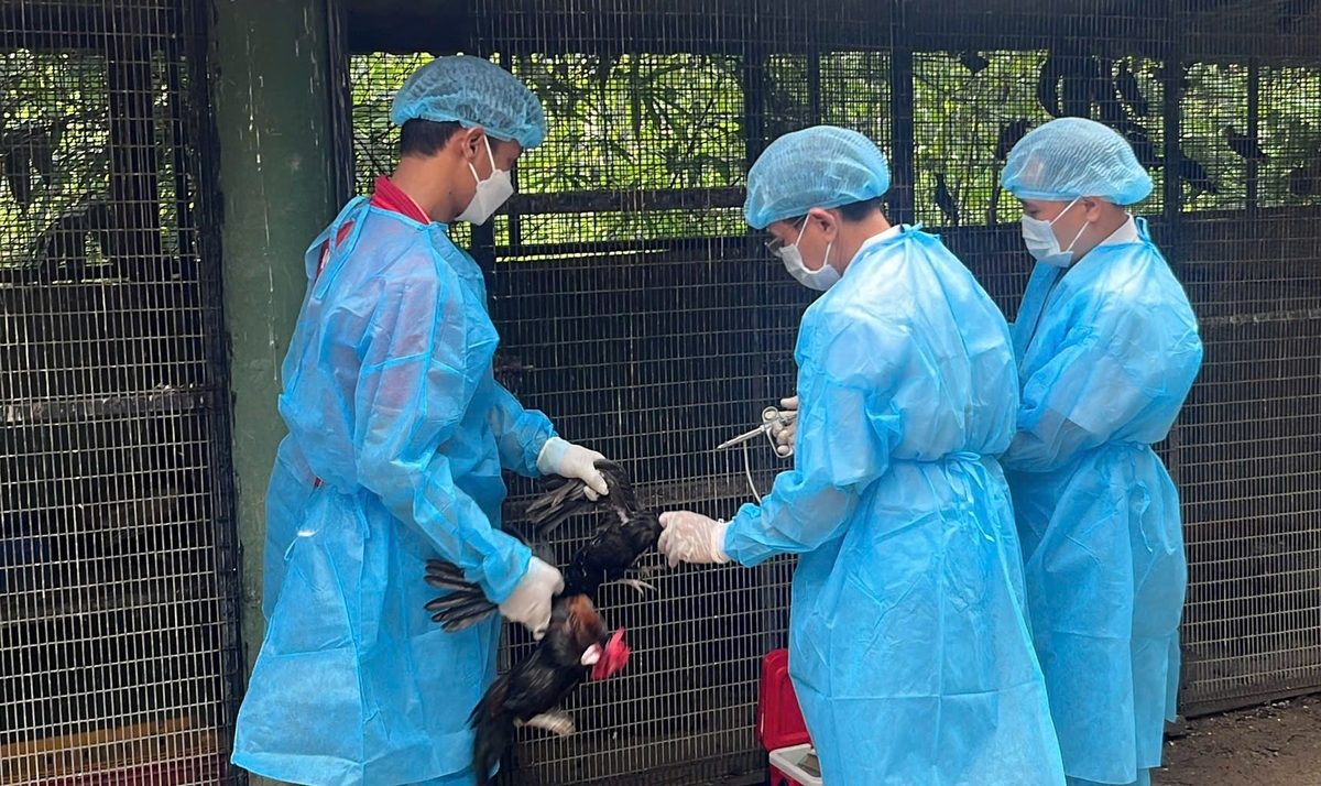 Lực lượng thú y cơ sở đang triển khai khoanh vùng ổ dịch cúm A/H5N1 và tiêm vaccine cho đàn gia cầm. Ảnh: Lê Bình. Lực lượng thú y cơ sở đang triển khai khoanh vùng ổ dịch cúm A/H5N1 và tiêm vaccine cho đàn gia cầm. Ảnh: Lê Bình.
