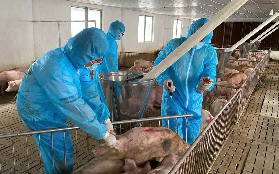 Lực lượng thú y cơ sở đang triển khai tiêm vaccine dịch tả heo Châu Phi tại trang trại ở xã Thống Nhất, tỉnh Đồng Nai. Ảnh: Chi cục Chăn nuôi và Thủy sản Đồng Nai. Lực lượng thú y cơ sở đang triển khai tiêm vaccine dịch tả heo Châu Phi tại trang trại ở xã Thống Nhất, tỉnh Đồng Nai. Ảnh: Chi cục Chăn nuôi và Thủy sản Đồng Nai.