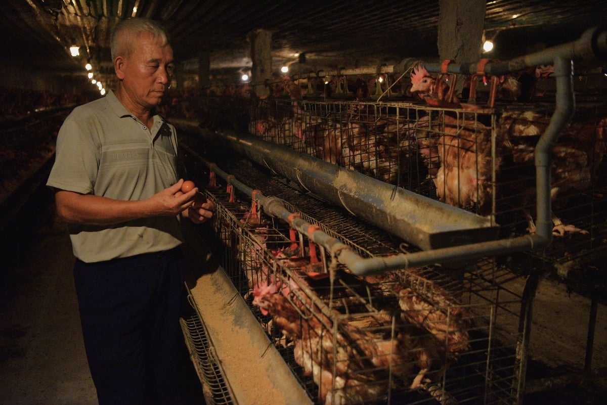 Ông Kiều Văn Hiện kiểm tra trứng trong trại. Ảnh: Dương Đình Tường. Ông Kiều Văn Hiện kiểm tra trứng trong trại. Ảnh: Dương Đình Tường.