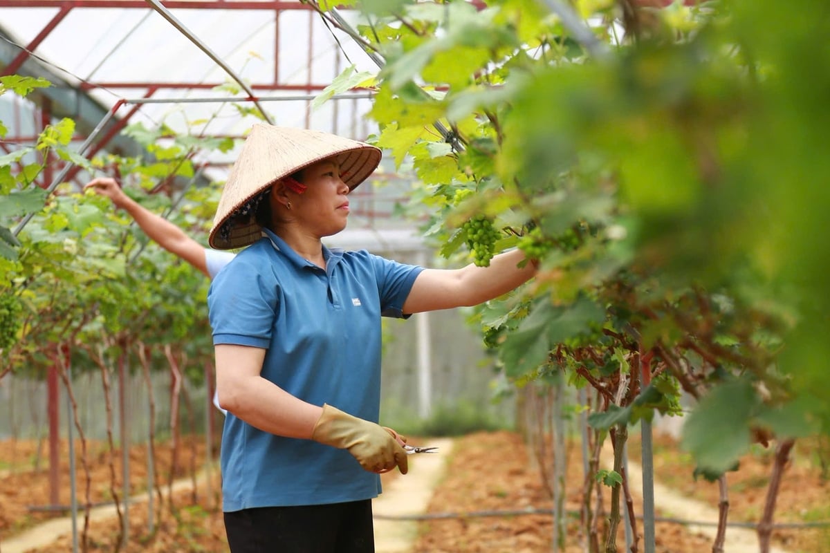 Lào Cai định hướng tái cơ cấu ngành nông nghiệp theo hướng hàng hóa, sinh thái, tuần hoàn, chuyển mạnh từ tư duy sản xuất sang tư duy kinh tế nông nghiệp. Ảnh: Thanh Ngà.