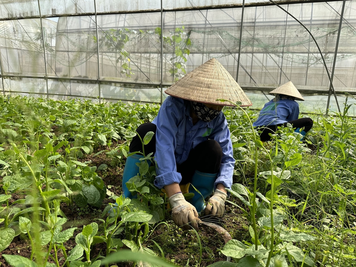 Sản xuất rau ở ngoại thành Hà Nội. Ảnh: Đinh Thanh Huyền.