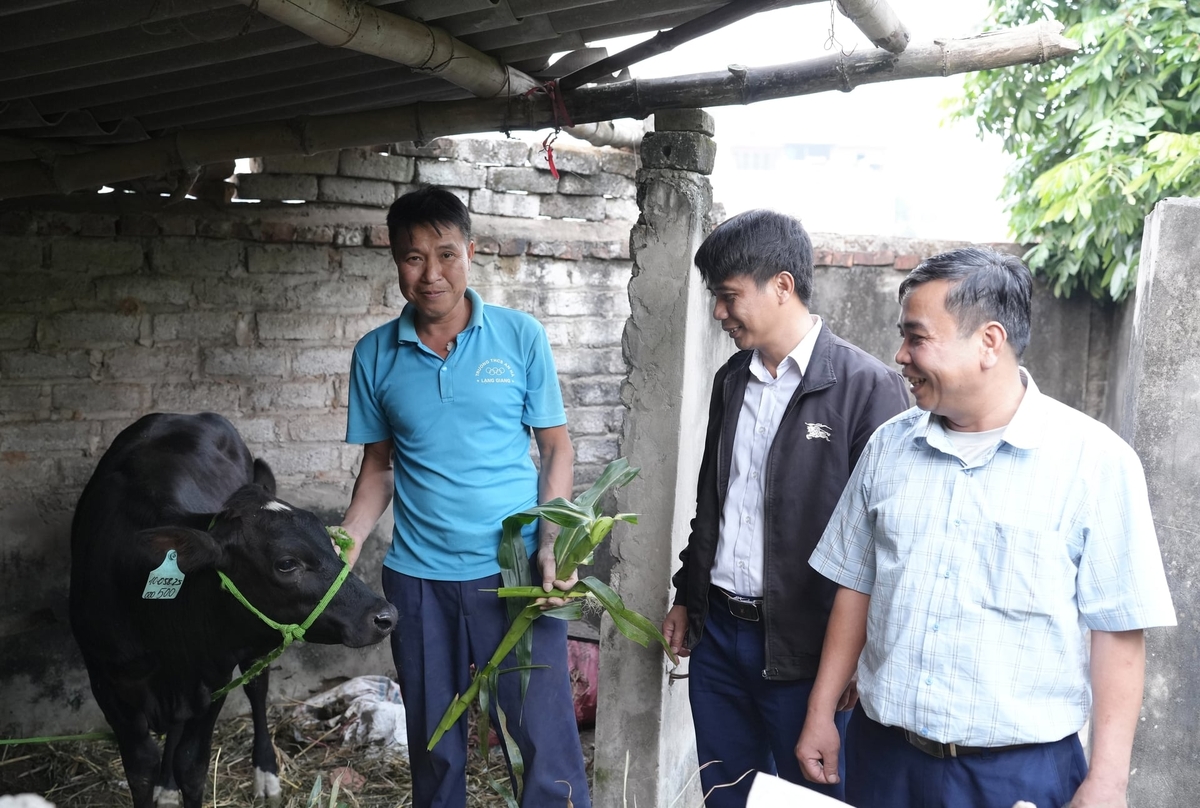 Cán bộ xã Tiên Lục trao bò cho hộ gia đình anh Nguyễn Duy Luyện. Ảnh: Phạm Minh.