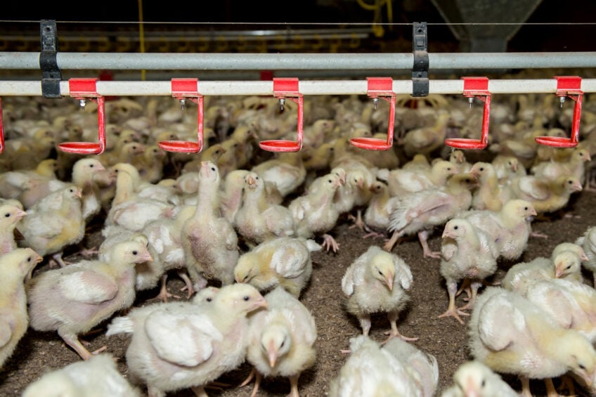On the global arena, Poland is facing rising competition from emerging broiler meat exporters. Photo: Reina de Vries.