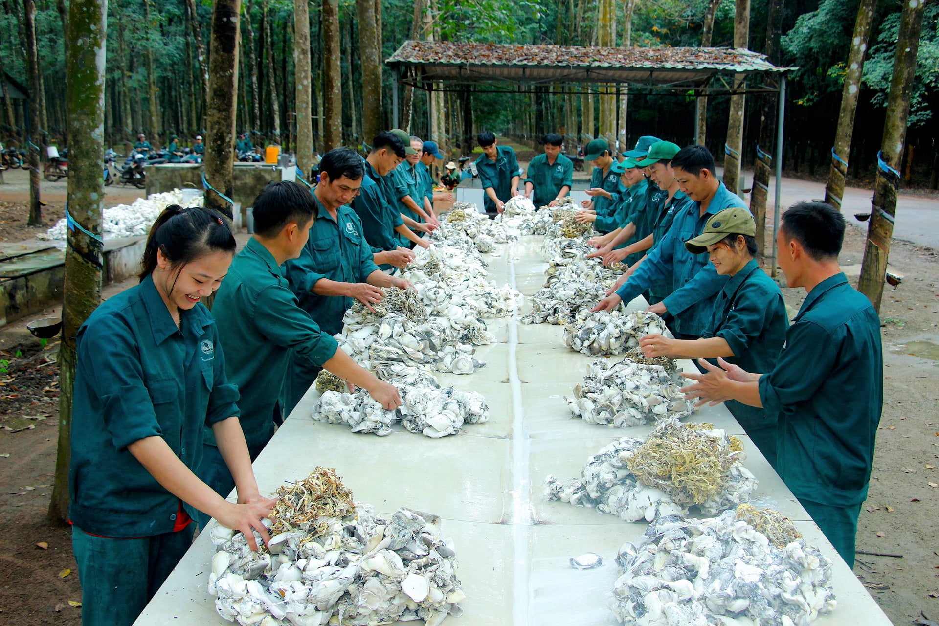 Thu hoạch mủ cao su ở Nông trường cao su Tân Lập, Công ty cổ phần cao su Đồng Phú, tỉnh Đồng Nai. Ảnh: Thanh Liêm.