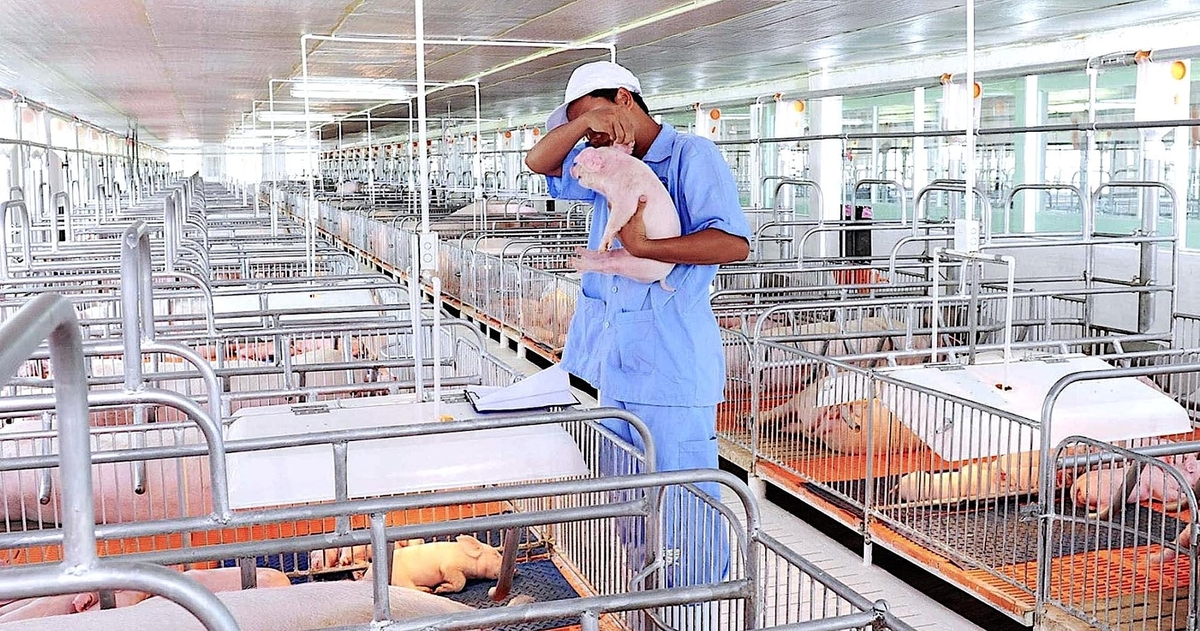 Trang trại heo giống của công ty CP C.P Việt Nam tại Đồng Nai. Ảnh: Thanh Liêm.