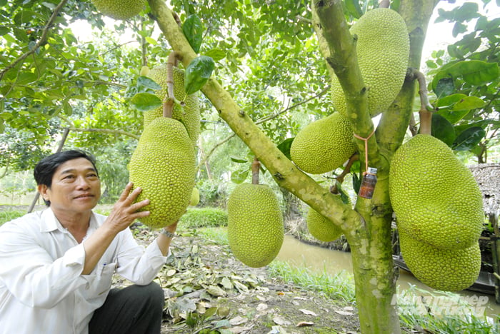 Cây trồng lâu năm được áp dụng đơn giá bồi thường cụ thể, minh bạch khi Nhà nước thu hồi đất theo quy định mới của UBND thành phố. Ảnh: Lê Hoàng Vũ.