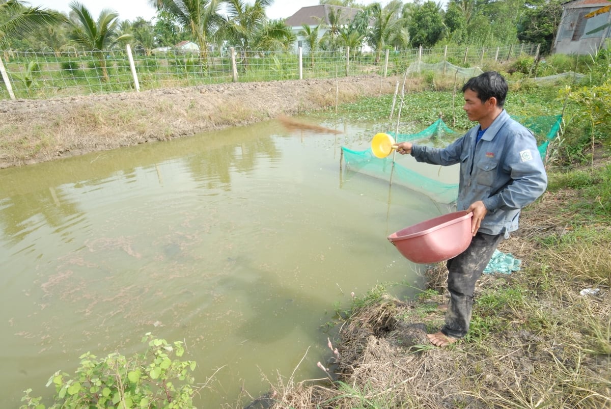 Về vật nuôi, Quyết định quy định cụ thể đơn giá bồi thường đối với thủy sản nuôi thương phẩm, thủy sản giống và thủy sản bố mẹ. Ảnh: Lê Hoàng Vũ.