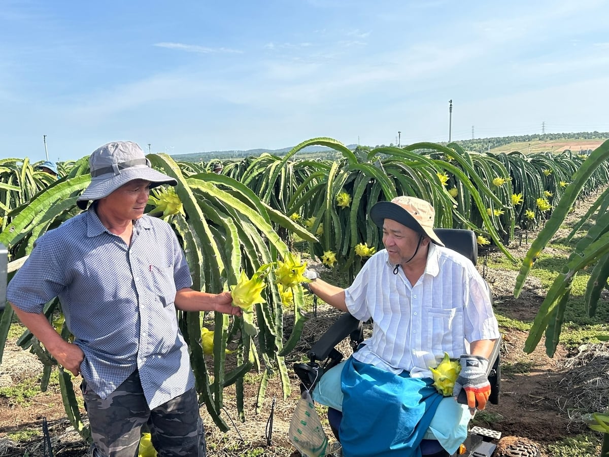 Ông Ngô Văn Bình (phải) vượt khó phát triển thanh long vỏ vàng. Ảnh: KS.