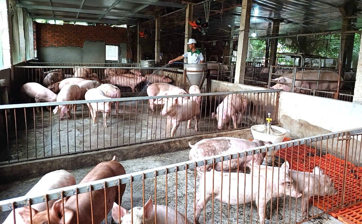 Bão, lũ ở phía đông Gia Lai trong tháng 11/2025 gây thiệt hại không lớn đối với đàn heo ít, chủ yếu gây thiệt hại gia cầm. Ảnh: V.Đ.T.