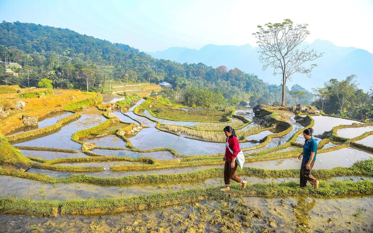 Theo người dân địa phương, mùa nước đổ thường diễn ra vào trung tuần tháng 6 và khoảng cuối tháng 11 âm lịch. Đây là thời điểm 'đổ ải' - khi ruộng được cày xới, dẫn nước vào để làm đất tơi xốp, chuẩn bị cho vụ gieo cấy mới.