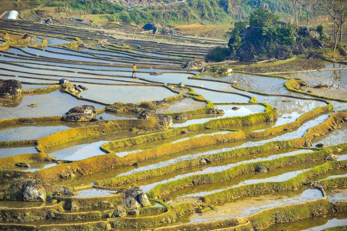 Ruộng bậc thang được hình thành để thích ứng với địa hình dốc, dễ canh tác và giữ nước tưới.