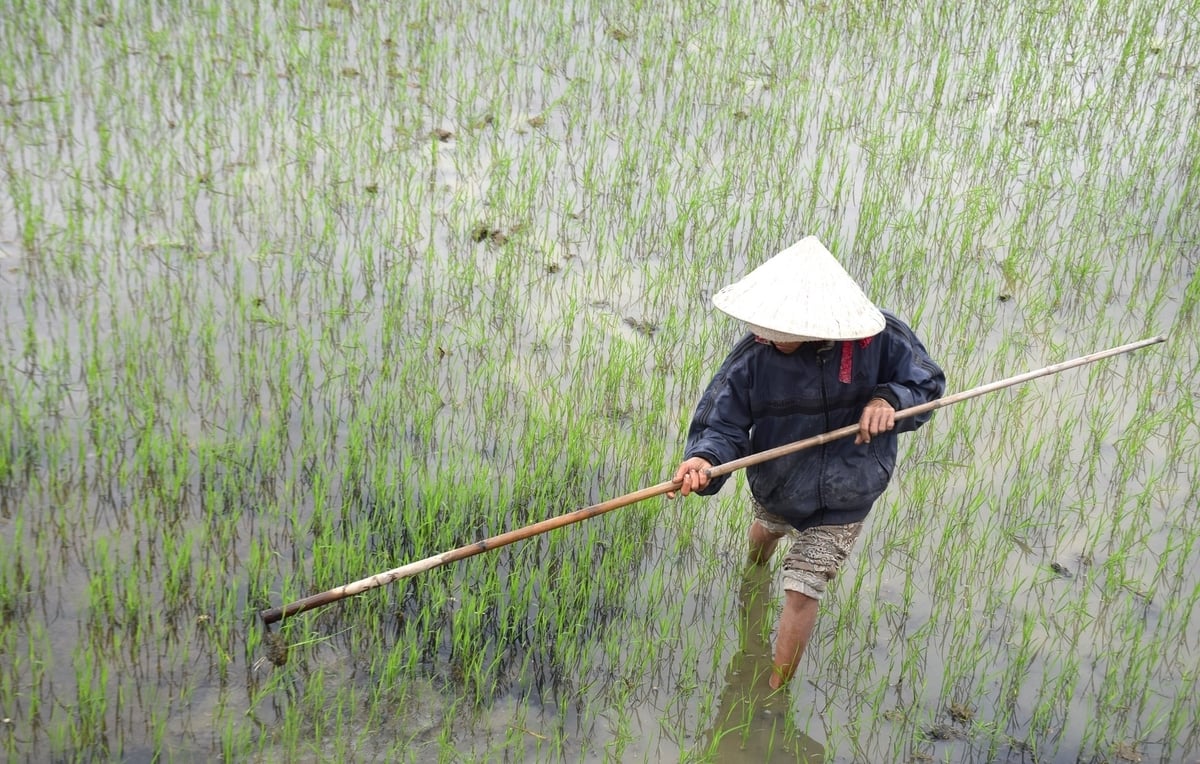 Chiếc nón lá gắn với nông dân mỗi khi ra đồng tham gia sản xuất. Ảnh: Đ.T.