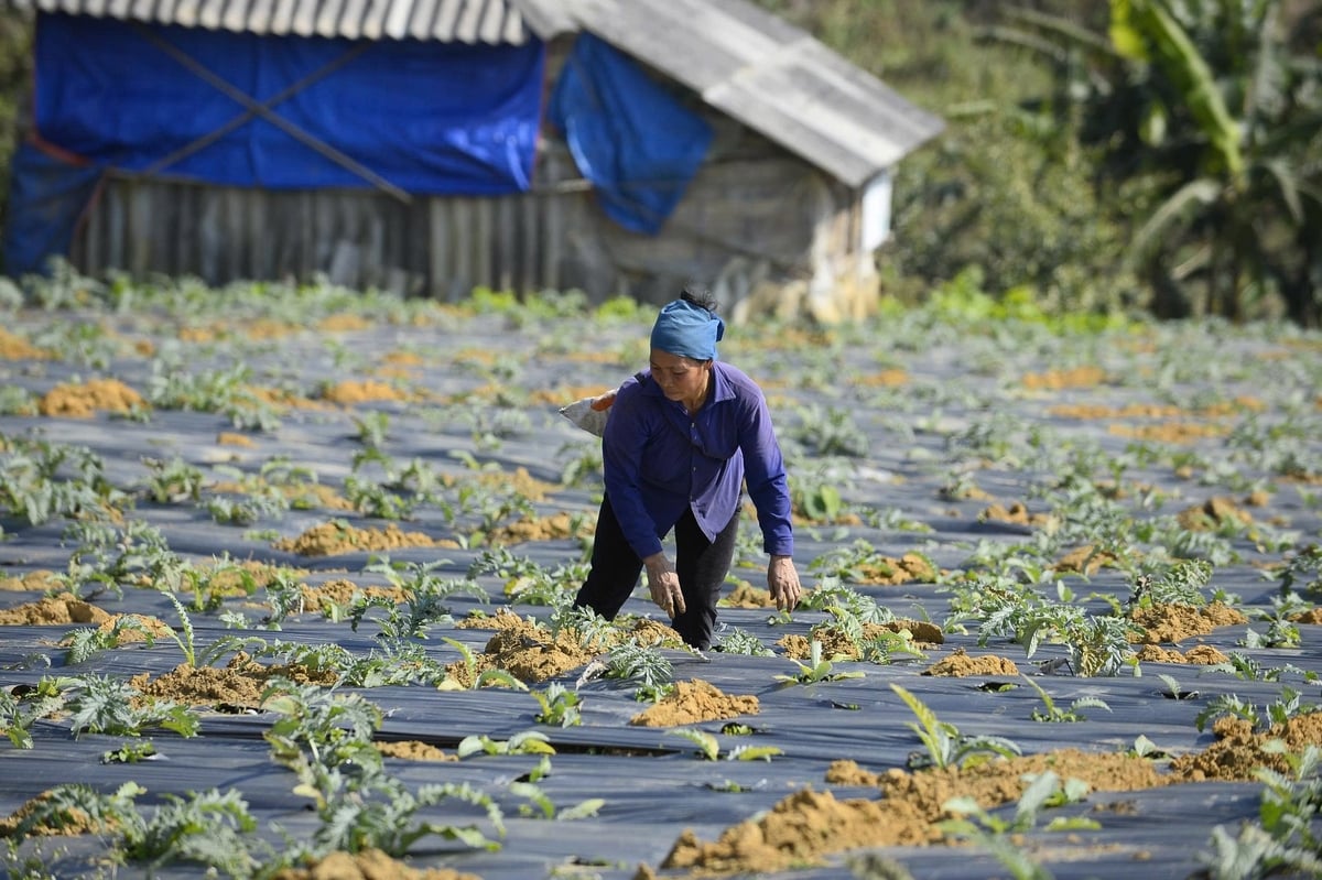 Bà Hà Thị Than có nguồn thu nhập ổn định từ 9 sào trồng atiso. Ảnh: Thanh Tâm.