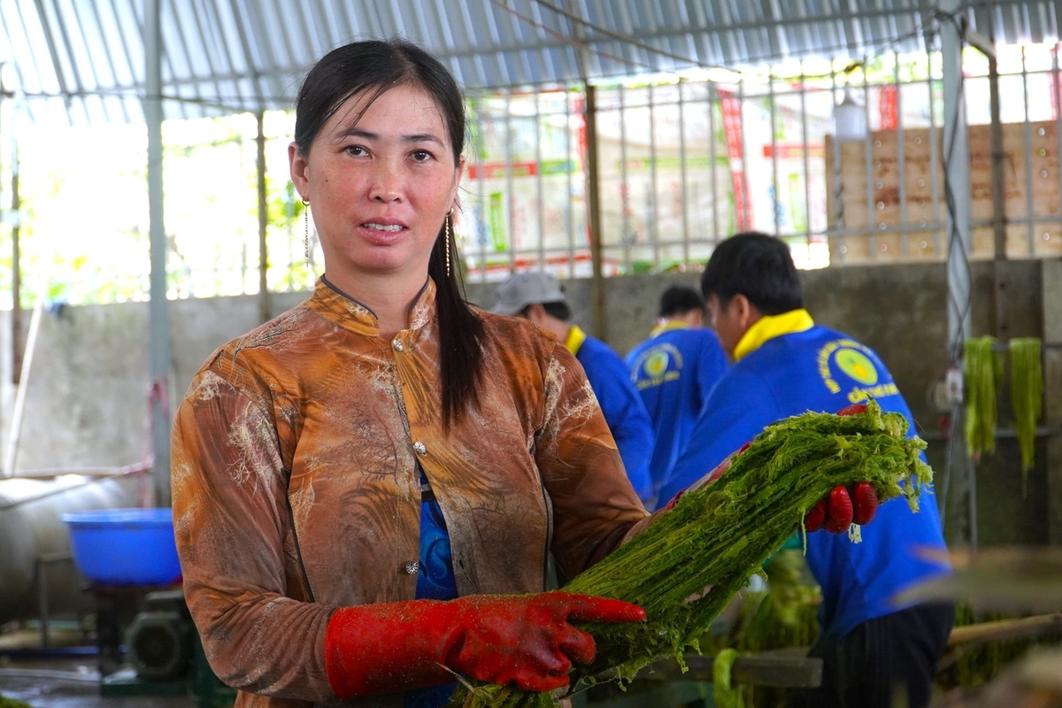 Lá khóm tươi phải trải qua nhiều công đoạn để ép thành sợi. Ảnh: Kim Anh.