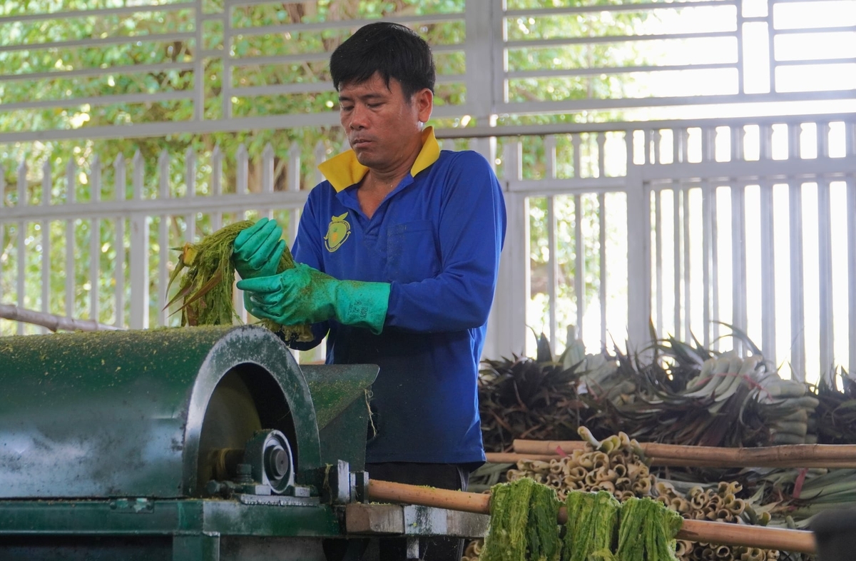 Ngoài tập dụng nguồn phụ phẩm dồi dào từ cây khóm, mô hình ép sợi này còn tạo việc làm ổn định cho nhiều lao động địa phương. Ảnh: Kim Anh.
