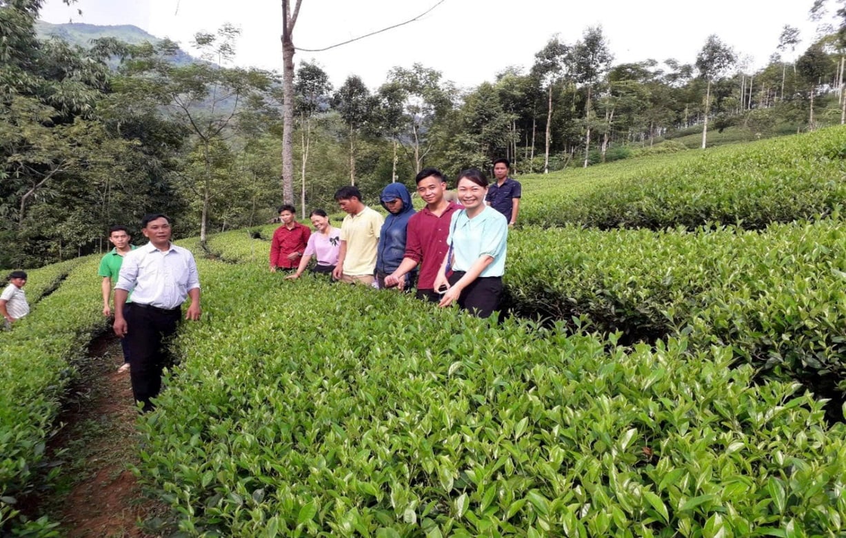 Cán bộ khuyến nông hướng dẫn nông dân chăm sóc, phòng trừ sâu bệnh hại chè sản xuất theo hướng hữu cơ. Ảnh: Lưu Hòa.