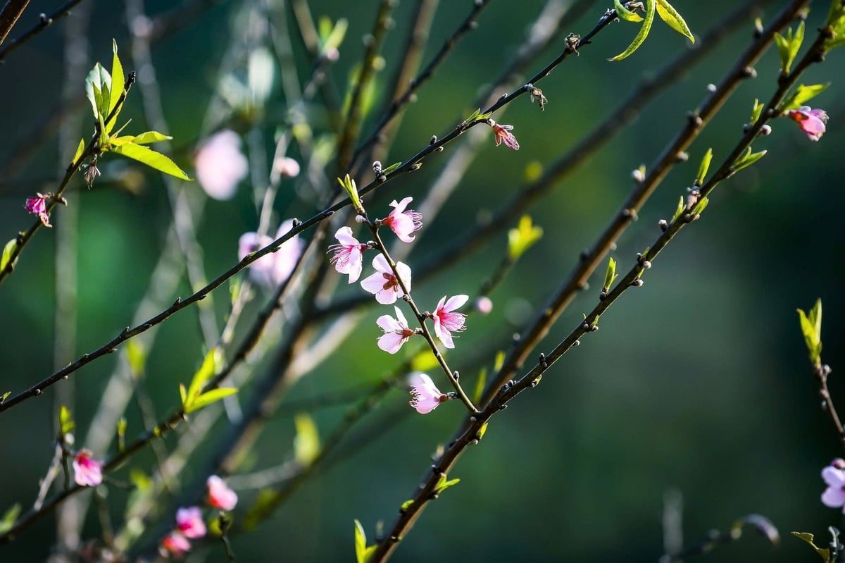 Đào đá ở Cao Sơn có màu đẹp, cánh dày, hoa tươi lâu. Ảnh: Thanh Tâm.