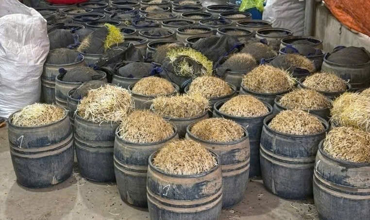Công an tỉnh Hưng Yên thu giữ 3 tấn giá đỗ có sử dụng chất cấm tại xã Tân Thuận. Ảnh: ANTĐ.