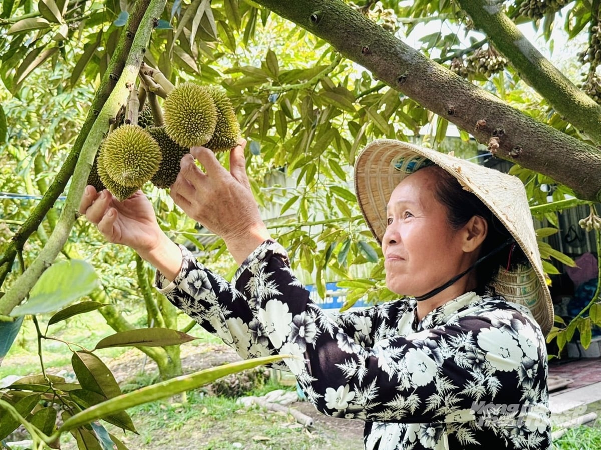Từ kiến thức tiếp cận qua sách vở và chuyển đổi số, người dân từng bước ứng dụng vào sản xuất nông nghiệp, nâng cao hiệu quả kinh tế và chất lượng cuộc sống. Ảnh: Lê Hoàng Vũ.