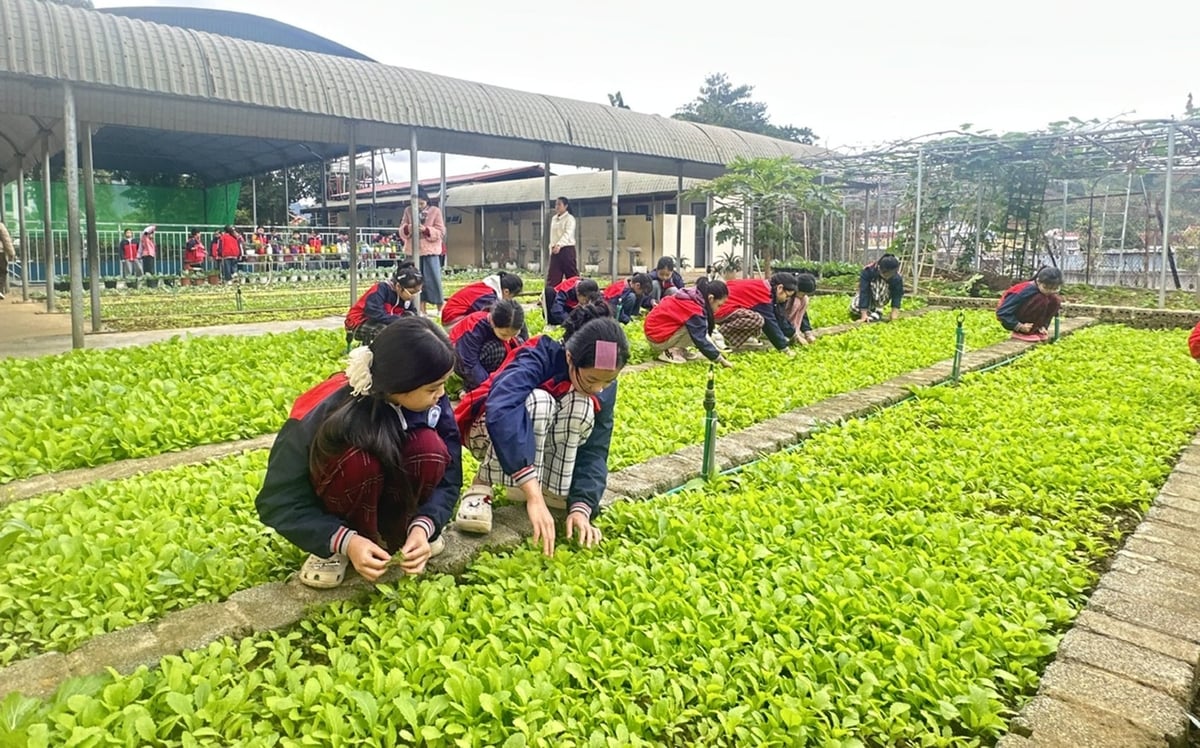 Học sinh Trường Tiểu học Bắc Cường 1 chăm sóc vườn rau xanh của trường. Ảnh: Bích Hợp.