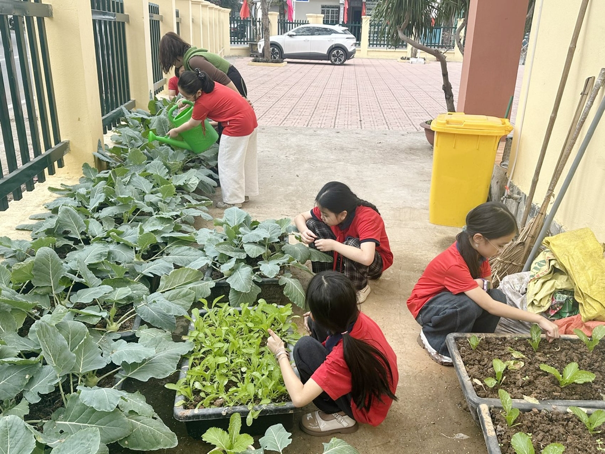 Học sinh Trường Tiểu học Lê Ngọc Hân chăm sóc vườn rau xanh. Ảnh: Bích Hợp.
