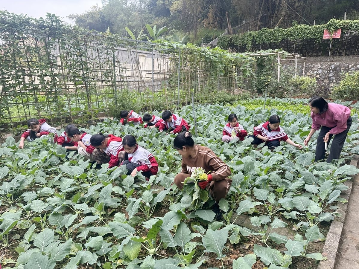 Cô và trò Trường Tiểu học Bắc Lệnh chăm sóc vườn rau sinh thái. Ảnh: Bích Hợp.