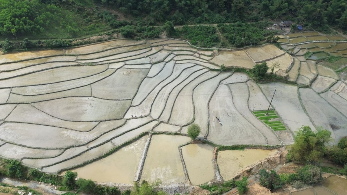 Cánh đồng lúa tại xã Tam Quang đang bước vào vụ cấy. Ảnh: Đình Tiệp.
