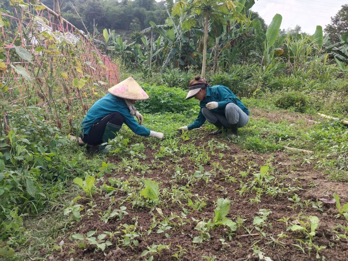 Người dân vùng lũ Nghệ An chăm chút từng luống rau. Ảnh: Đình Tiệp.